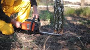 How Our Tree Care Process Works  in Chesaning, MI